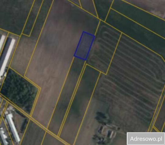 Działka rolna Raczyny. Zdjęcie 1