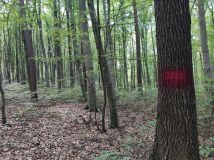 Działka leśna Łężyny. Zdjęcie 4