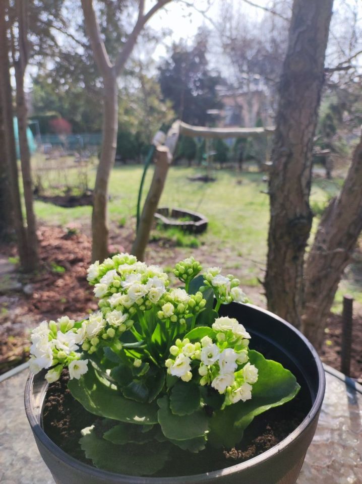 Działka rod Łódź Polesie, ul. Krakowska. Zdjęcie 8