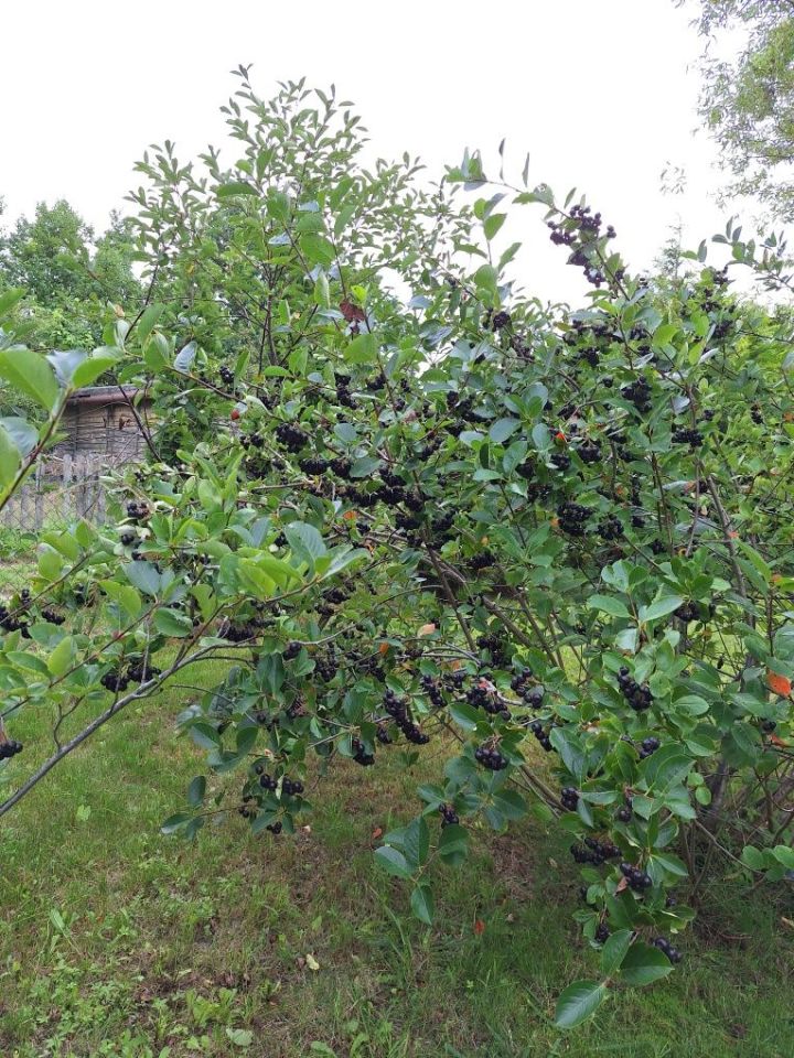 Działka rod Zielona Góra Jędrzychów, ul. Zbożowa. Zdjęcie 4