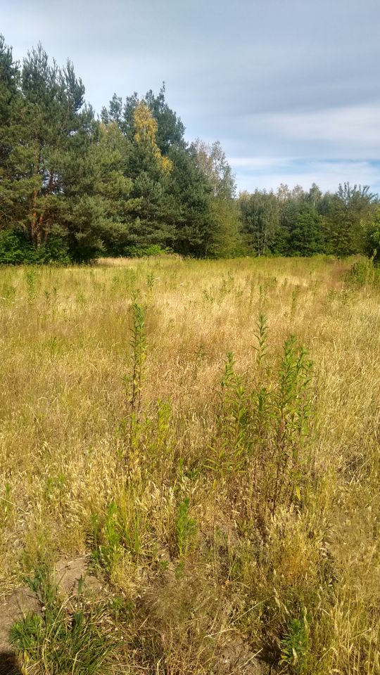 Działka rolna Dąbrówka. Zdjęcie 2