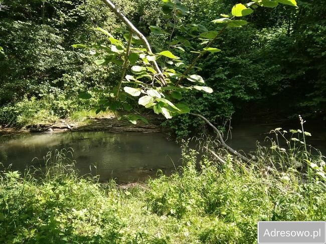 Działka leśna Polana. Zdjęcie 12