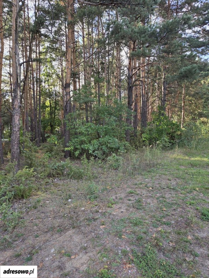 Działka leśna Wólka Radzymińska, ul. Szkolna. Zdjęcie 7