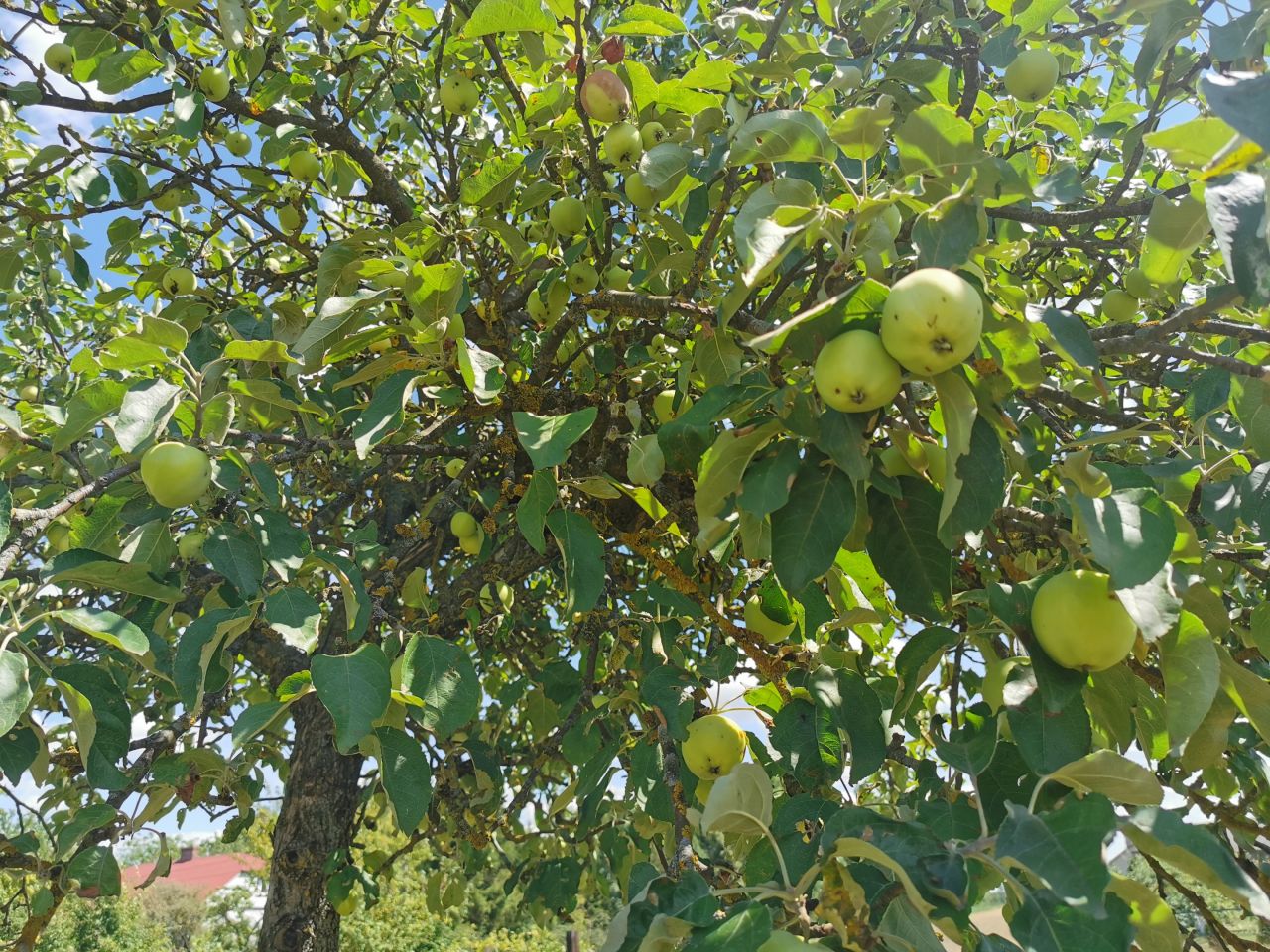siedlisko, 4 pokoje Holeszów Studzienice. Zdjęcie 16