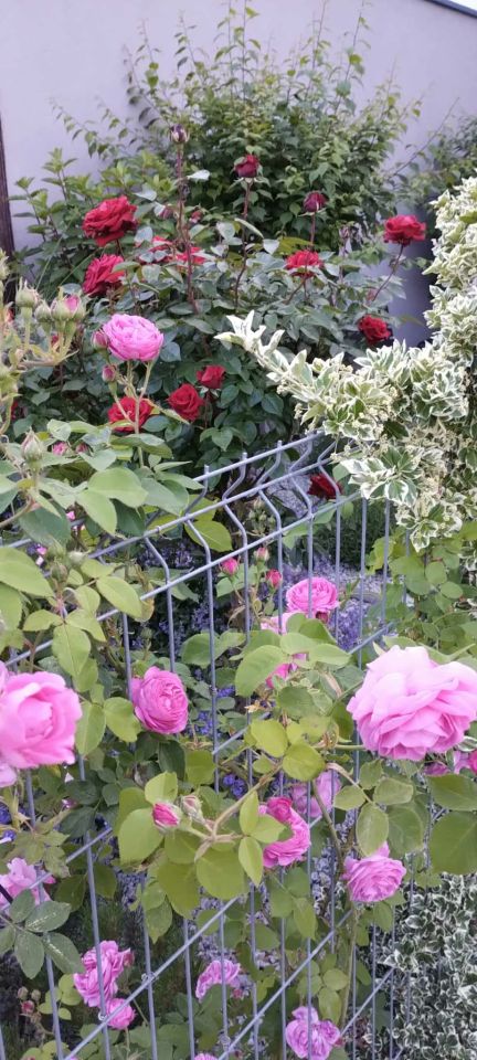 dom szeregowy, 5 pokoi Smolec, ul. Jagodowa. Zdjęcie 22