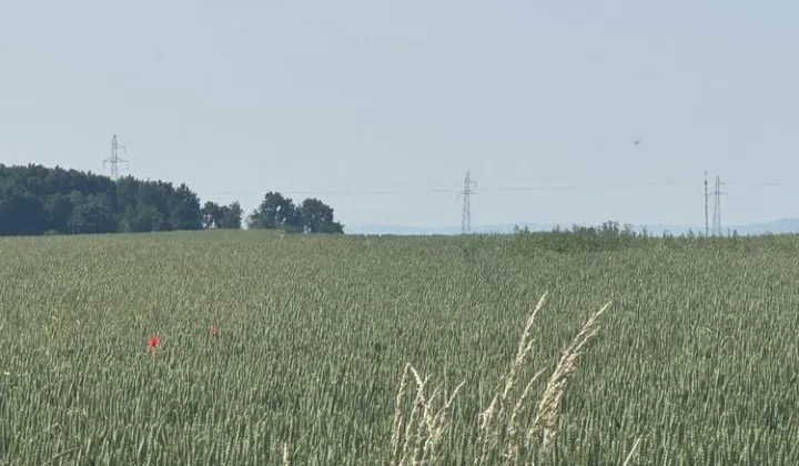 Działka budowlana Skoroszyce, ul. Wolności