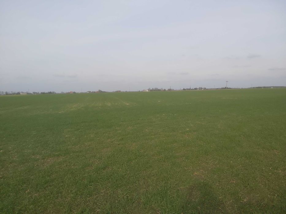 Działka rolna Gorszewice. Zdjęcie 1