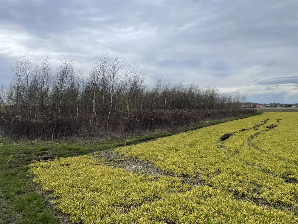Działka budowlana Straszęcin. Zdjęcie 7