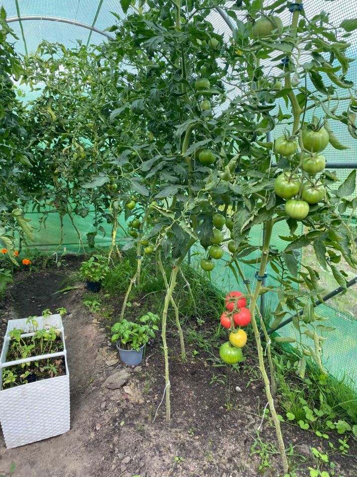 Działka rod Szczecin Skolwin. Zdjęcie 5