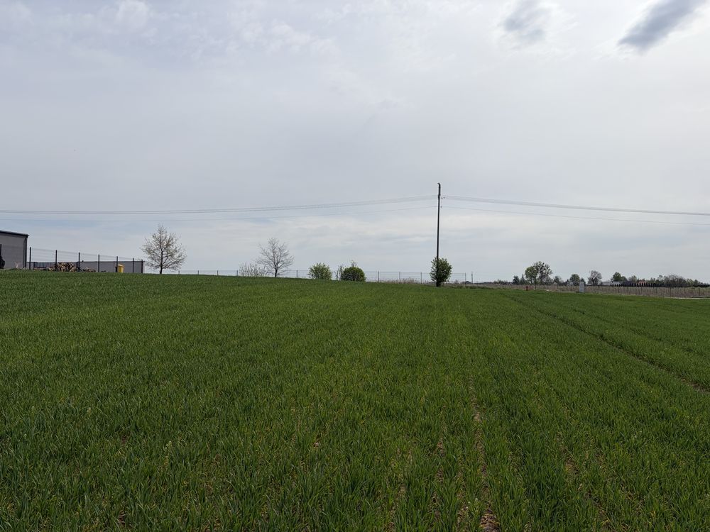 Działka rolno-budowlana Rojewo. Zdjęcie 3