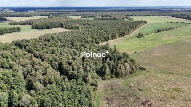 Działka leśna Pieńczykowo. Zdjęcie 10