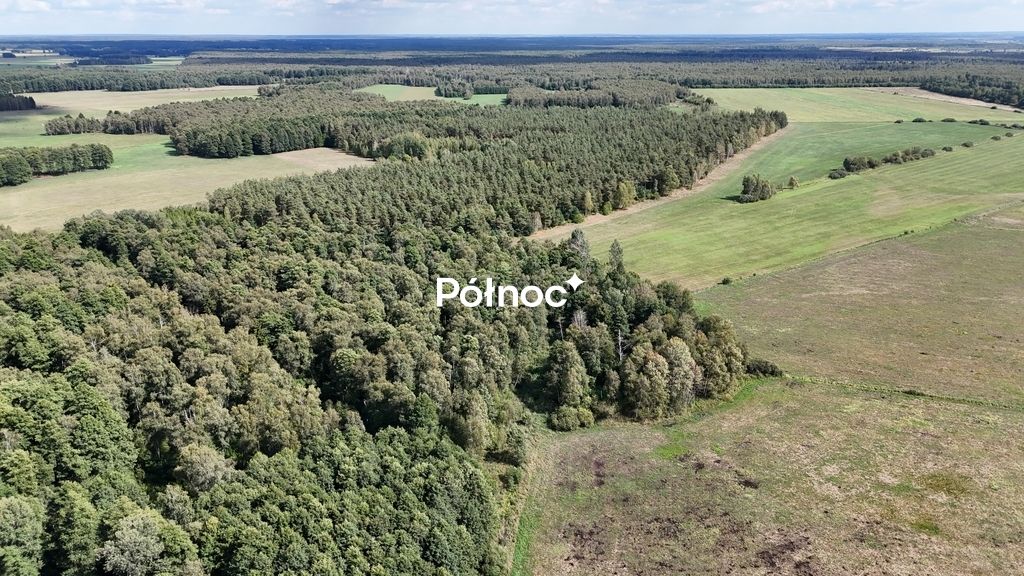 Działka leśna Pieńczykowo. Zdjęcie 10