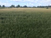 Działka budowlana Korlino. Zdjęcie 2