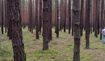 Działka leśna Skotniki