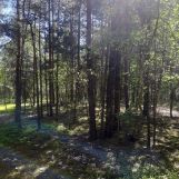 Działka leśna Zapowiednia