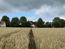 Działka rolna Olszewo. Zdjęcie 1