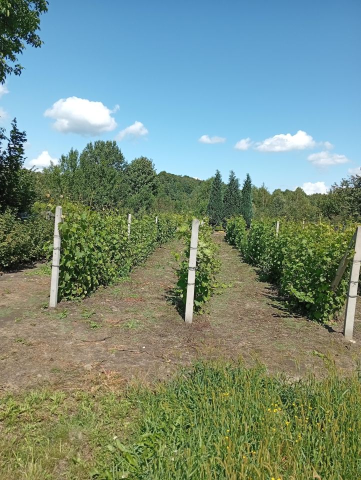 Działka budowlana Ludwinów. Zdjęcie 2