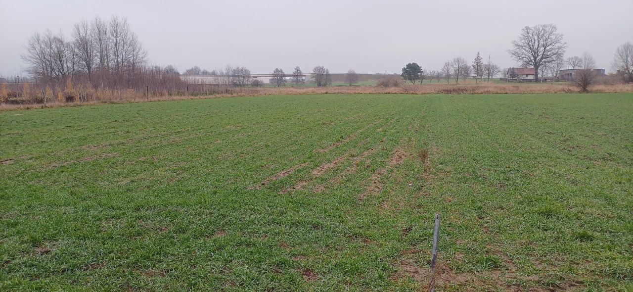 Działka rolna Prusak. Zdjęcie 4