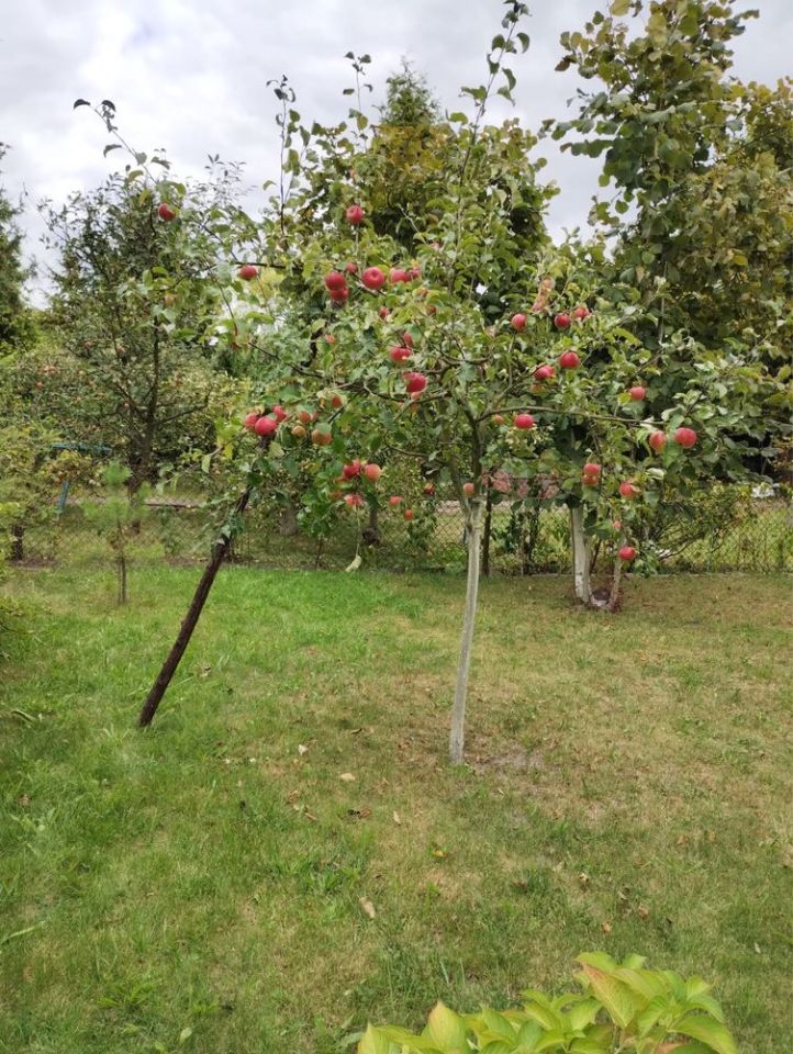 Działka rod Gliwice, ul. Toszecka. Zdjęcie 8