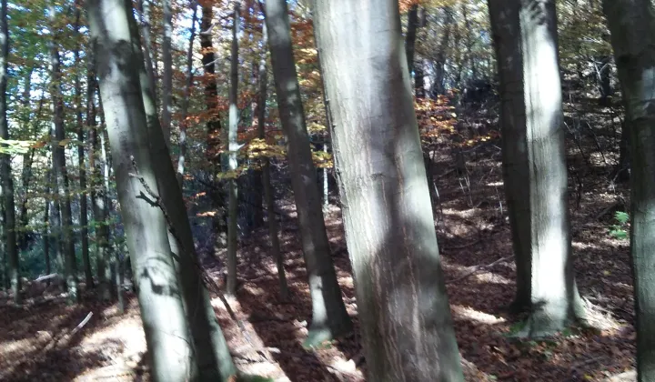 Działka leśna Ryglice Księże Podlesie, ul. Łokietka
