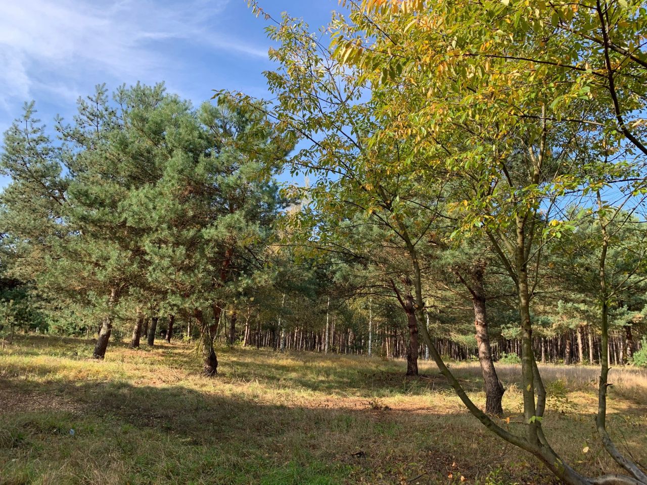 Działka rolno-budowlana Ostrowo. Zdjęcie 3