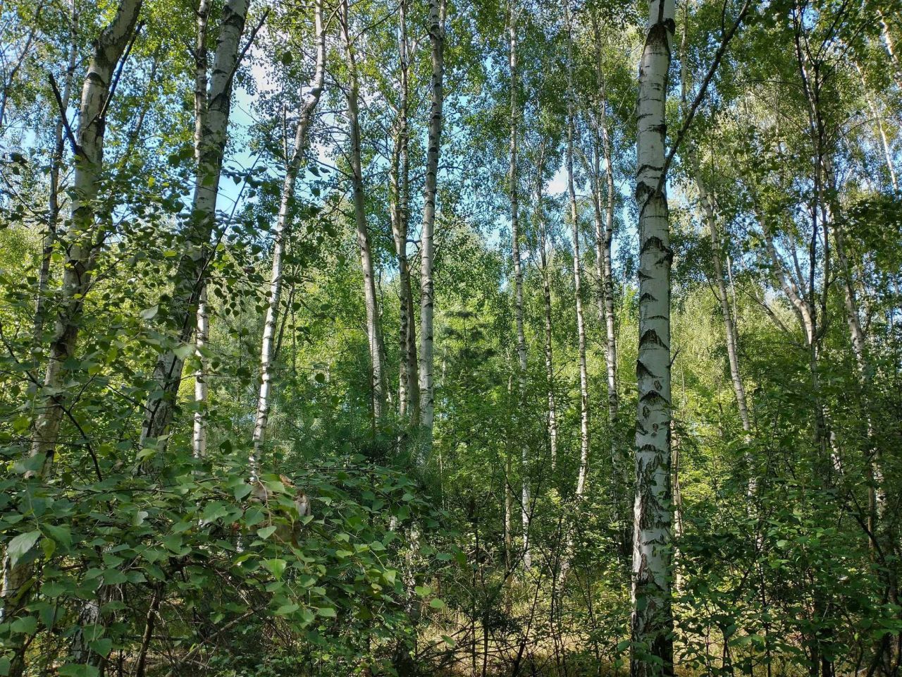 Działka leśna Nagoszyn