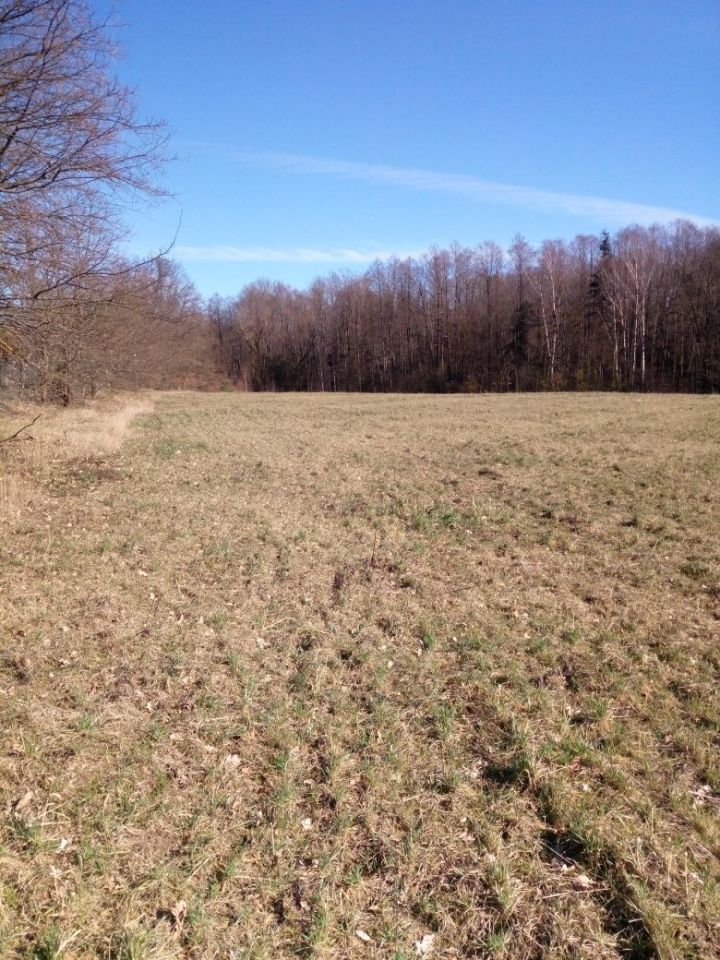 Działka rolno-budowlana Skórzyn. Zdjęcie 3