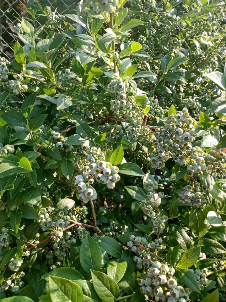 Działka rod Kajetany. Zdjęcie 6