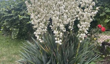 Działka rod Bolesławiec