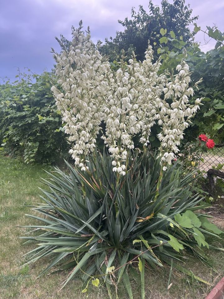Działka rod Bolesławiec. Zdjęcie 2
