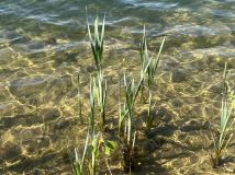 Działka budowlana Stoszyce. Zdjęcie 4