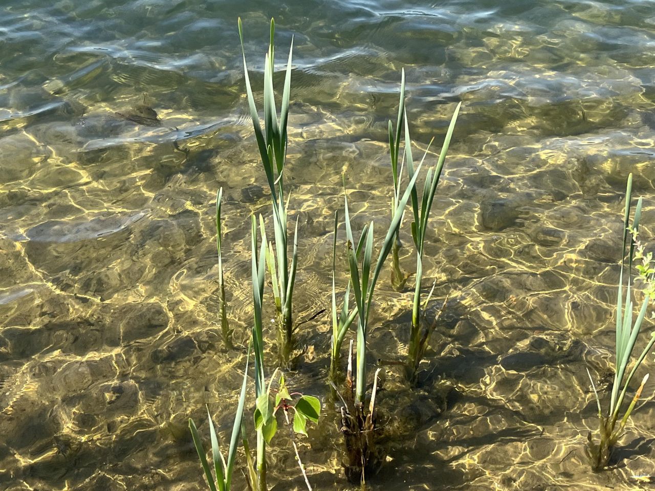 Działka budowlana Stoszyce. Zdjęcie 5