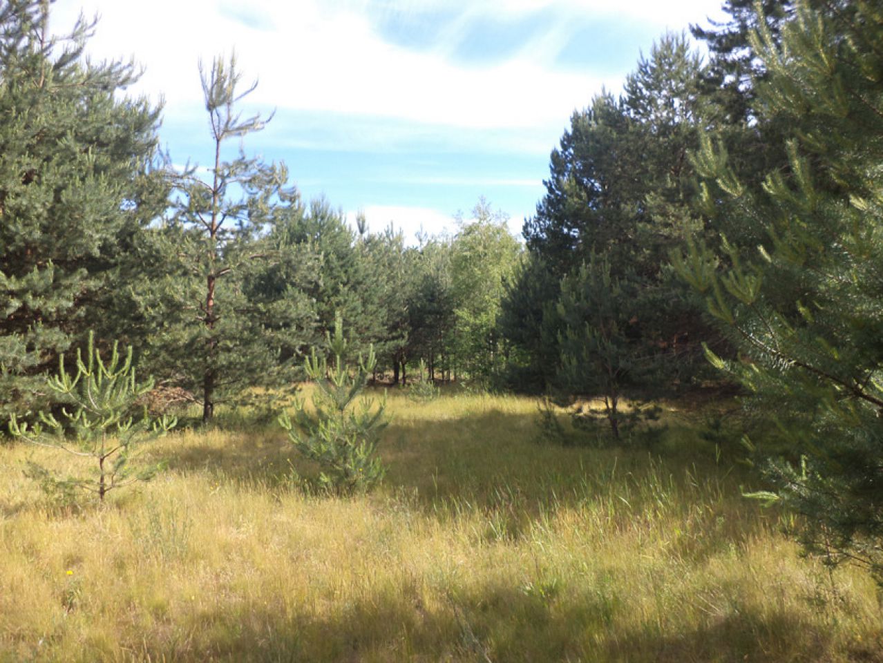 Działka siedliskowa Rędziny. Zdjęcie 10