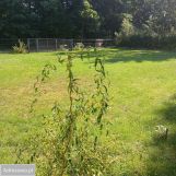 Działka budowlana Jedlnia-Letnisko. Zdjęcie 3