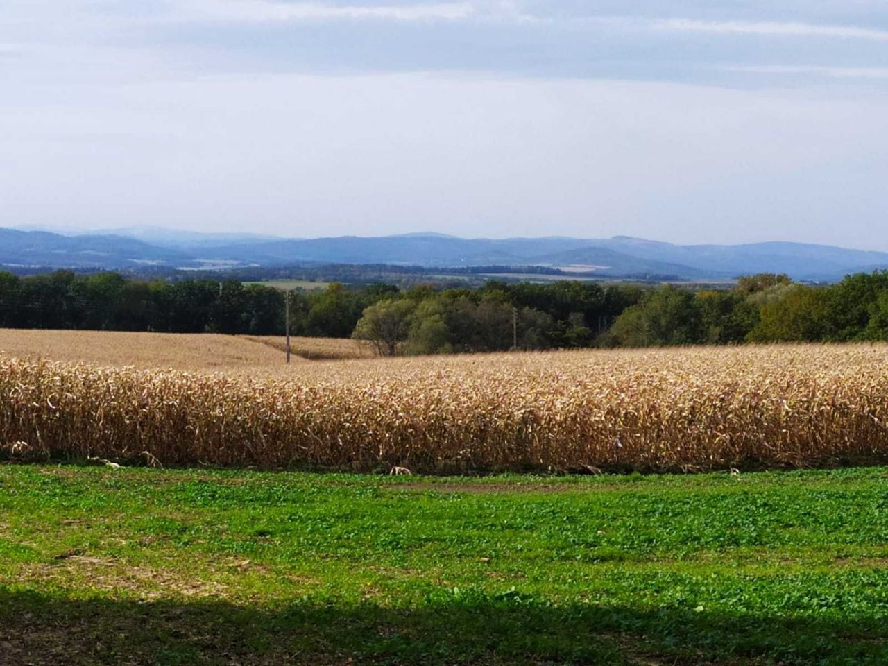 Działka budowlana Sławoszów. Zdjęcie 2