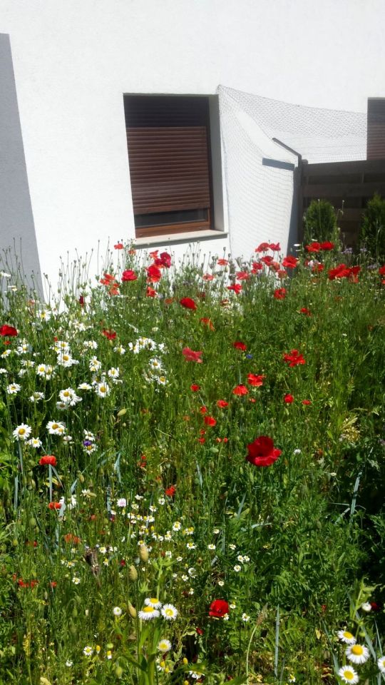 bliźniak, 4 pokoje Zielona Góra Racula. Zdjęcie 4