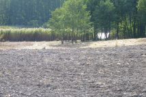 Działka rolna Zieleniewo. Zdjęcie 4