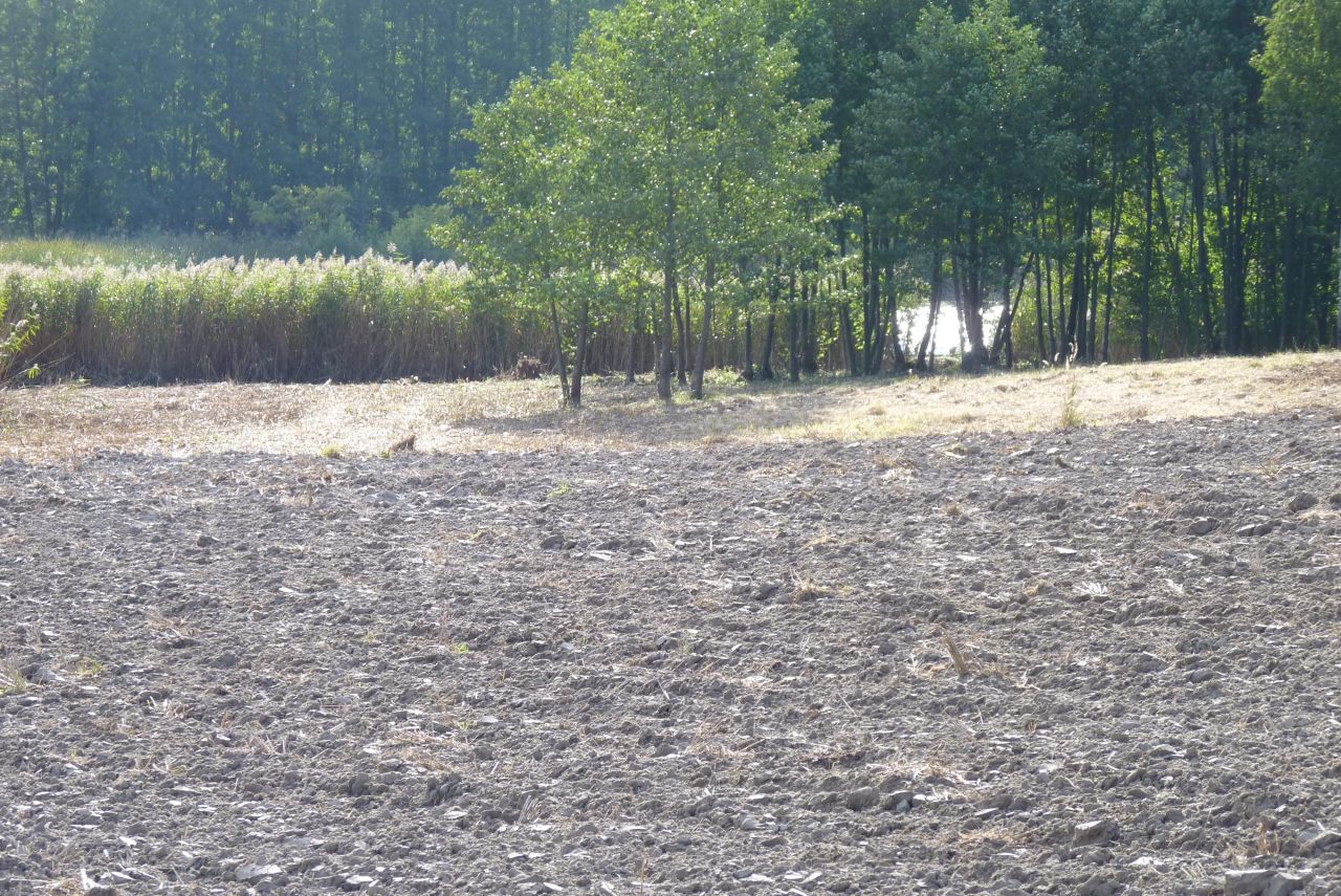 Działka rolna Zieleniewo. Zdjęcie 5