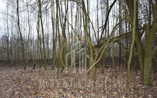 Działka leśna Jawidz. Zdjęcie 5