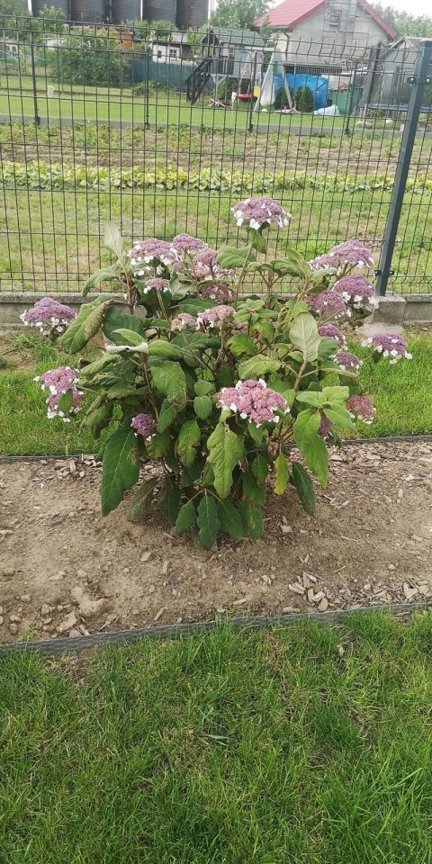 Działka rekreacyjna Wawrów. Zdjęcie 16