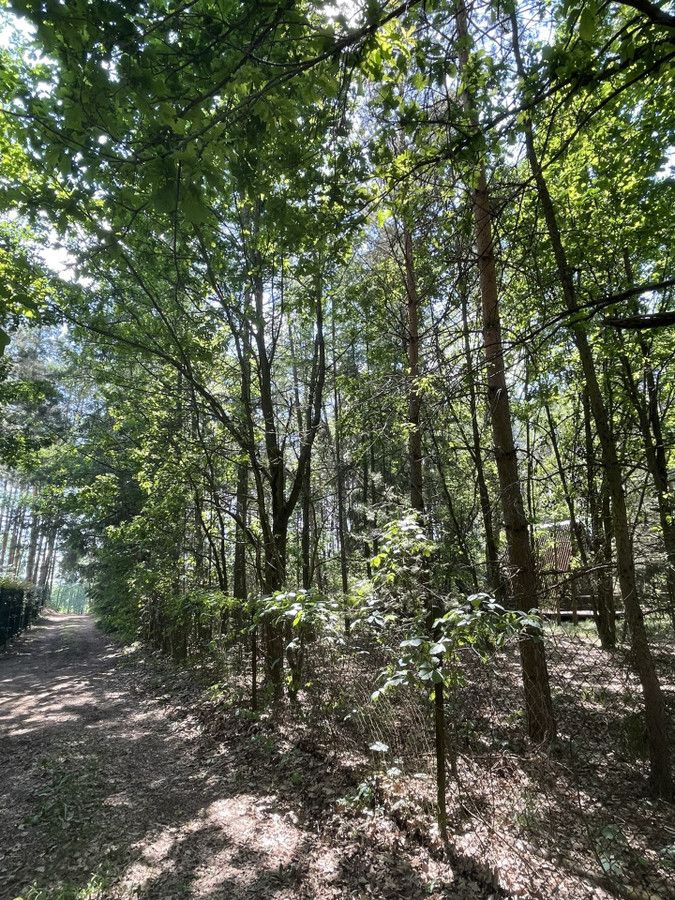 Działka leśna Zalesie. Zdjęcie 3