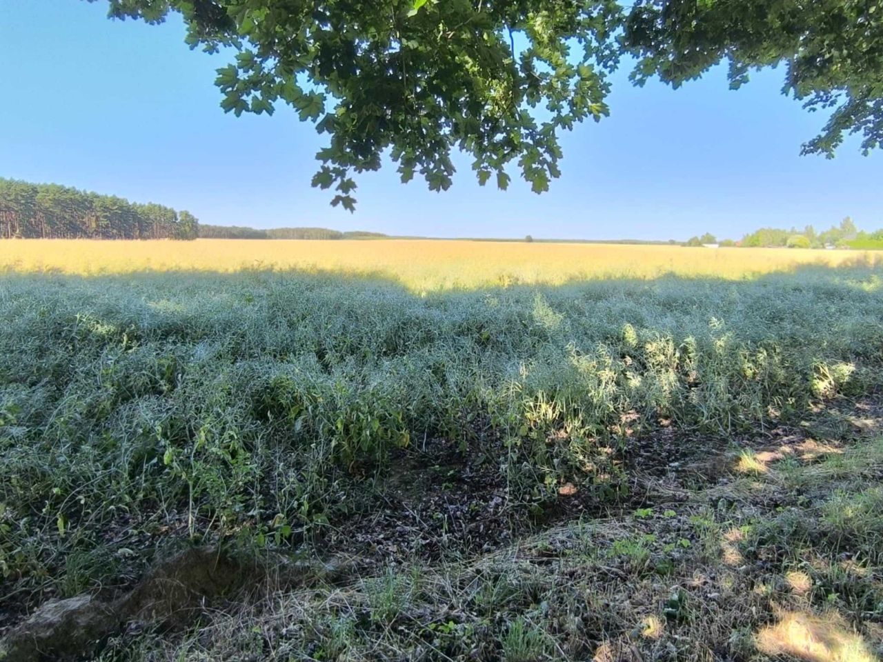 Działka budowlana Radzewice. Zdjęcie 6