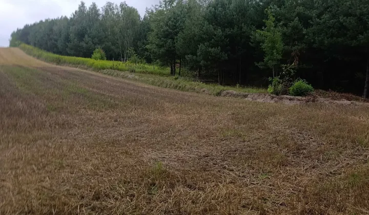 Działka leśna Ciotusza Nowa