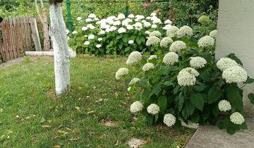 Działka rod Gorzów Wielkopolski, ul. Franklina Roosevelta