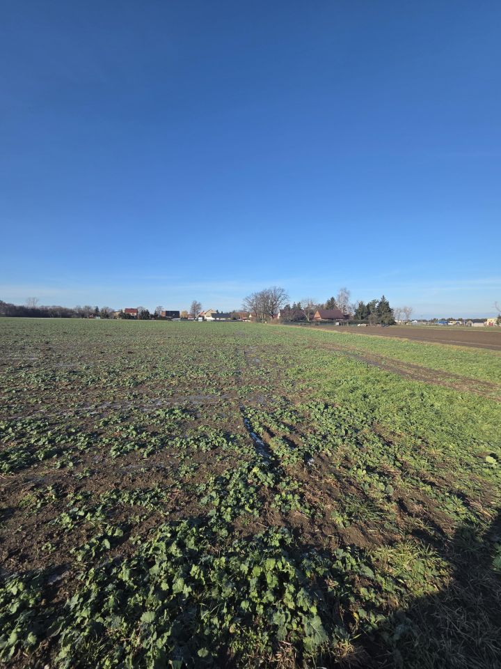 Działka rolno-budowlana Konradówka Gołaczów. Zdjęcie 5