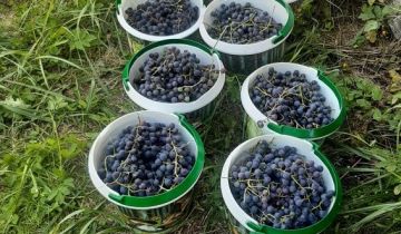 Działka rod Bytom, ul. Brzezińska