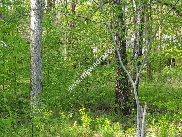 Działka budowlana Stare Budy Radziejowskie. Zdjęcie 2