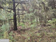 Działka budowlana Ostrowina. Zdjęcie 3