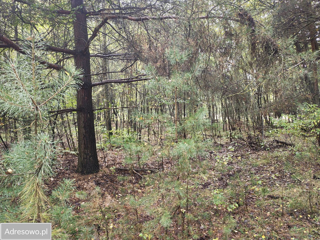 Działka budowlana Ostrowina. Zdjęcie 4