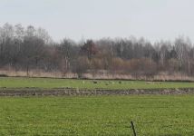 Działka rolno-budowlana Radom Kierzków, ul. Marglowa. Zdjęcie 4